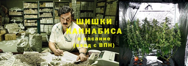 сатива Беломорск